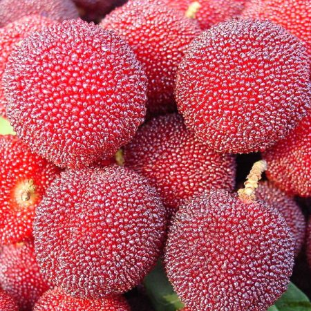 2.347 Choisir et conserver fraises chinoises