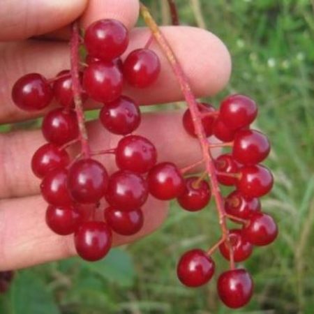 2.373 Choisir et conserver ses cerises en grappe