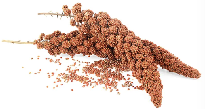 Tout connaître sur le Millet brun - Bianca au Naturel